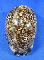 Mauritia arabica immanis